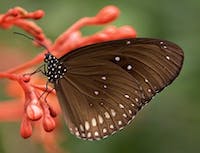 brown butterfly with white specs
