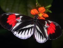 unique looking butterfly with red, black and white wings on a small orange flower
