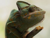 green cameleon climbing on a stick