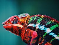 multi-colored cameleon