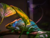 green and blue cameleon behind 2 house plant leaves on a branch