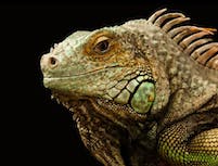green iguana head looking at the camera