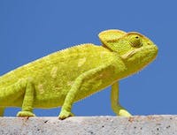 lime green cameleon on concrete