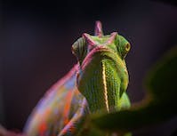 green and pink cameleon looking at the camera