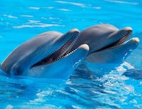 two happy dolphins in the water