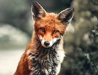 fox staring at the camera