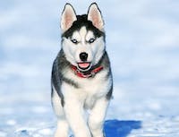 husky running in the snow