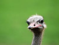 ostrich head question look