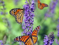 three monarch butterflies on a purple flower