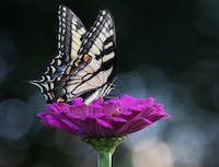 yellow swallow butterfly on a dark pink flower