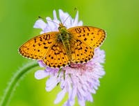 small yellow and black butterfly on a light pink flower