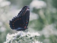 black butterfly on dainty white flowers