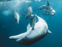 four playful dolphins in underwater