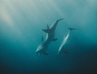 three dophins underwater