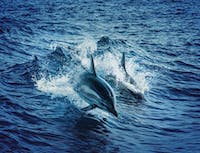 two dolphins jumping out of the water