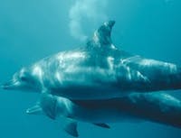 2 dolphins underwater