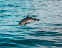 one dolphin jumping out of the water