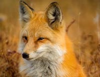 fox squinting