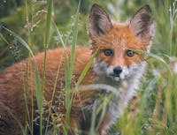 fox looking scared in the grass
