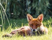 fox laying down in grass