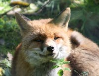 fox smiling