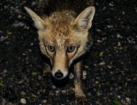 fox in the dark