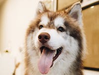 happy husky with tongue out