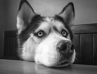 husky begging with head on the table