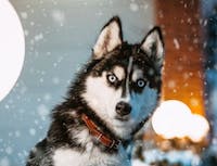 husky with blue eyes looking at the caera in snow flurries