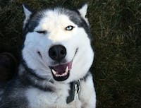 goofy husky winking and tongue to one side