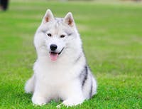 mostly white husky laying down in the grass