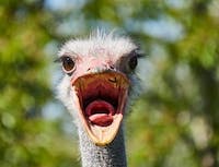 ostrich head squaking