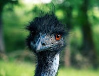 head of a black ostrich