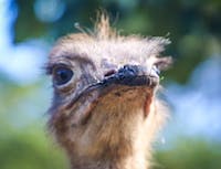 ostrich head close up