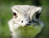 ostrich head staring at camera close up