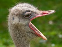 profile of squaking ostrich