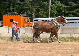 2 horses in a horse pull with 2 men behind