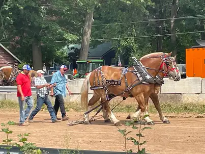 2 different horses in a horse pull with 3 ment behing