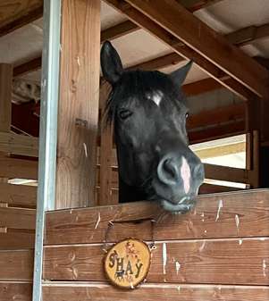 black horse looking out of a stall