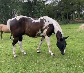 paint horse eating grass