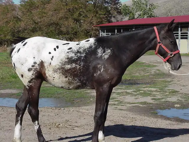 horse with black spots