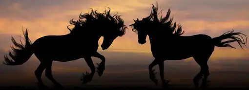 two horses prancing in a sunset