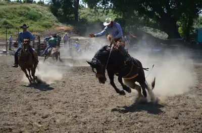 rodeo with one bucking horse and another cantering